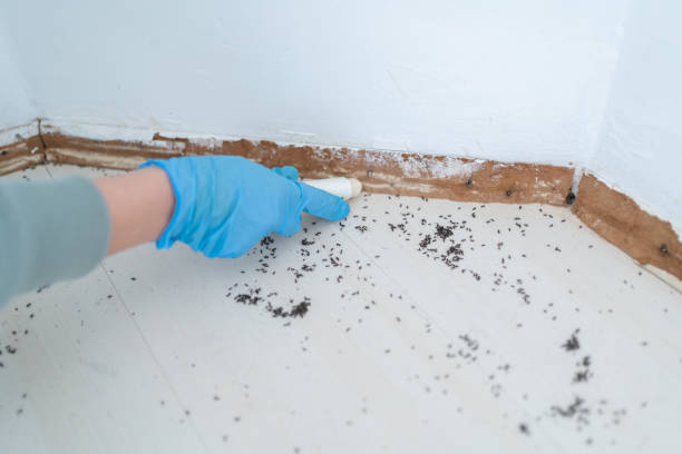 Real Estate Pest Inspections in Boyce, LA